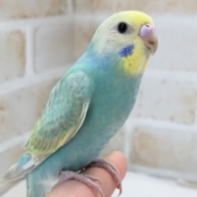 最新画像あり！ 輝くグリーン～🍀 セキセイインコ(パステルレインボー)