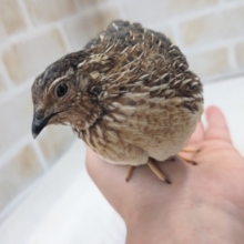最新画像あり！ 手乗り!?ツンデレ君～🐣 ウズラ(男の子)