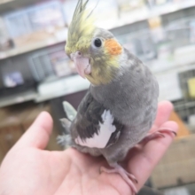 最新画像あり。定番人気さん～👑　オカメインコ(ノーマル)