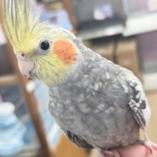 最新画像あり！個性溢れるパール～🫧　オカメインコ(パール)
