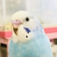 涼カラー　セキセイインコ　Ｒ５　７／２６撮影