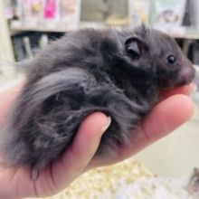 本気で一目惚れしたコデス💓ブラックの長毛さん‼️ 長毛ハムスター　ブラック　男の子