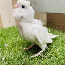 最新画像あります☆可愛すぎて天使の羽が生えちゃった！！羽衣セキセイインコ（ダブルファクター）