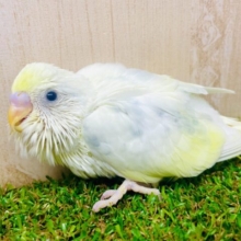 絶対の絶対❣️クリーミーよ💛うっすら〜がたまらない🤍💛　セキセイインコ　クリームハルクイン