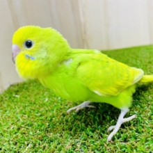 最新画像になりますよ❣️タケちゃん❣️飛び跳ねるハート💚このままロックオン⭐️ セキセイインコ　スパングル