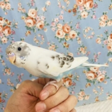 最新画像🌟とってもかわいい人気のホワイトハルクインさんです❤︎❤︎