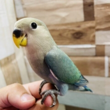 最新画像あります☆ヒナ餌卒業‼️ブルーがかったグリーンが綺麗なコ！コザクラインコのブルーチェリー！