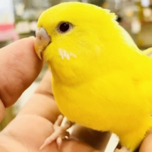 明るいカラーで元気よく！　セキセイインコ　R５　８／２撮影