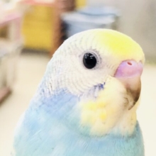 ちょっと明るめレインボー　セキセイインコ　Ｒ５　７／２６撮影