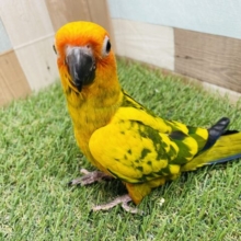 イエロー多めの明るく可愛いコ✨コガネメキシコインコ！