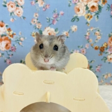 きゅるんな瞳にイチコロ❤︎とっても小さなハムちゃんです❤︎