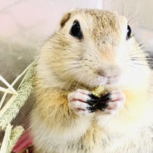 ムチムチボディがやってきた　リチャードソンジリス