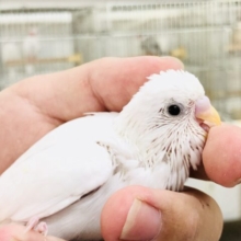 白いは正義！　セキセイインコ　R５　８／２３撮影