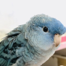 定番人気カラー　サザナミインコ　コバルト　R５　４／１５撮影