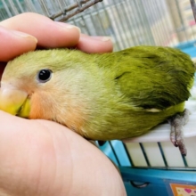 お写真追加❣️〜水浴び編〜コザクラの日常🦜最新画像になりますよ⭐️いつだって心に光る太陽❣️ ポカポカコザ☀️ コザクラインコ　オリーブ