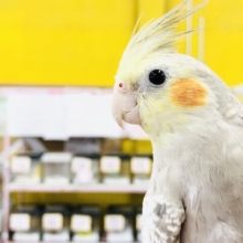 優雅なカフェオレカラー　オカメインコ