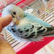 最新画像🌟まんまるおめめに明るいスカイブルー💠❤︎手乗りセキセイインコ(オパーリン)❤︎