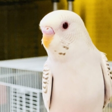 珍しさに驚き注意！　セキセイインコ　R５　８／１２撮影