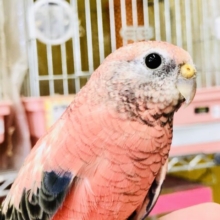 人気の小鳥がやってきた！　アキクサインコ　Ｒ５　１／２５撮影