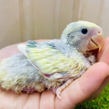 ハイっ！好きすぎる💓激推しゆるふわコザっち🟡🟢　コザクラインコ　ブルーチェリーパイド