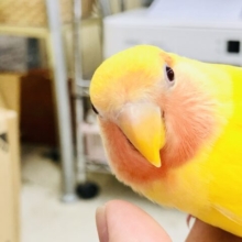 輝く黄色！　派手に真っ赤　コザクラインコ　R５　７／２２撮影