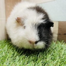 なでなでカキカキ大好きなモルキチちゃん！！テッセルモルモットの2色！