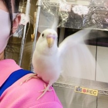 最新画像🌟美インコです❤︎手乗りセキセイインコ(ダブルファクタースパングル)🪶✨