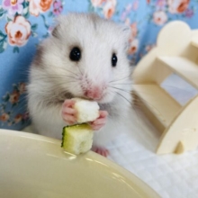 イチオシ❤︎とってもかわいい色合いだよ❤︎長毛ハムちゃん🐹❤︎