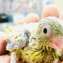 いざ！アメリカンに参ります　マメルリハインコ　R５　８／１１撮影