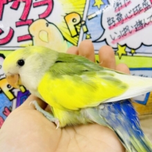すくすくと成長☀️最新画像になりますよ❣️☀️このスポットライトは自分だけのもの☀️ コザクラインコ　ブルーチェリーパイド