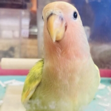 最新画像🌟イチオシ❤︎人が大好き❤︎激かわコザっちです❤︎❤︎