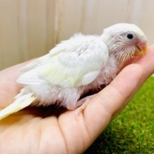 マヨネーズみたいにマイルドに〜〜〜❣️黒目さんのセキセイ❣️ セキセイインコ　クリーム