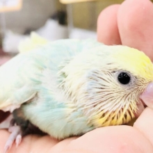 爽やかなラムネカラー　セキセイインコ　R５　８／１撮影