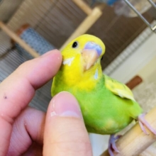 最新画像🌟明るく鮮やかな自然カラー🫧🌿☀️手乗りセキセイインコ(ライトグリーン)✨