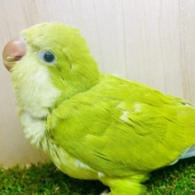 💙💚🤍新松戸店🤍💚💙ハチャメチャしようよ！オキナさんフェア開催中⭐️