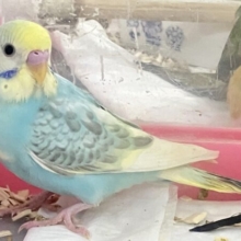 最新画像あります✨️綺麗な色💛セキセイインコ (レインボーパイド) 2023年7月生まれ