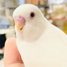 白く輝くカラー　セキセイインコ　R５　８／２撮影