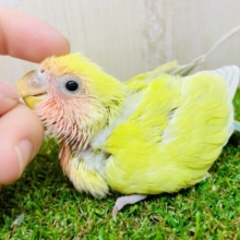 気づかないフリしてカッコつけてみたり〜〜〜😋　コザクラインコ　ゴールデンチェリー