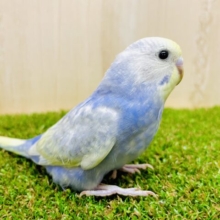 最新画像になりますよ⭐️たまや〜🎇夜空に広がる花火セキセイ❣️🌠✨　セキセイインコ　イエローフェイスパステルレインボースパングル　