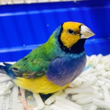 コットンキャンディーにも負けない派手派手なのよ⭐️⭐️ コキン鳥　ノーマル
