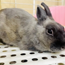優しい推しウサ🐰最新画像になりますよ⭐️お鼻周りが黒いのが特徴的⭐️ ネザーランドドワーフ　ブルー　男の子