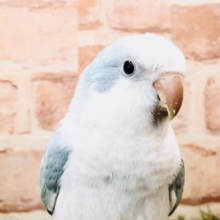 涼しいカラーがやってきました　オキナインコ　R５　８／３撮影