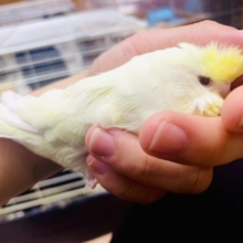 最新画像になりますよ⭐️どでーーーん。クリーミーさでなめらかに〜なジャンボさん❣️ ジャンボセキセイインコ　クリームルチノー