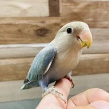 最新画像あります☆ヒナ餌卒業‼️落ち着いた雰囲気のあるコです！コザクラインコのブルーオパーリン！