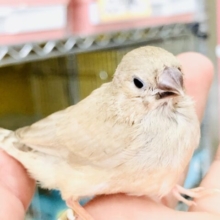 ムチムチキンカちゃん　キンカチョウ　Ｒ５　８／１撮影
