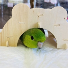 最新画像🌟とっても綺麗な木陰色🫧手乗りサザナミインコ(ノーマルグリーン)