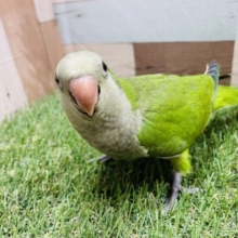 8/31まで‼️期間限定☀️ワキワキダンスの可愛いオキナインコちゃんずフェア開催中！！