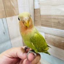 最新画像あります☆ヒナ餌卒業‼️明るいグリーンの優しいコ♪コザクラインコのシナモン系カラー！
