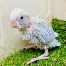 上げなあげなゲイン！はちゃめちゃに楽しんじゃうよ🎵　セキセイインコ　らいらっく