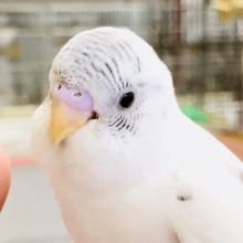 久々に入舎カラー　セキセイインコ　R５　８／２撮影